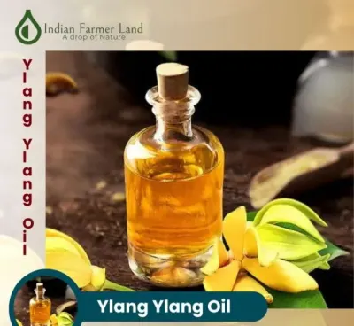 Ylang Ylang Oil by Shiv Organics