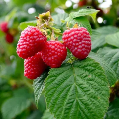 Raspberry