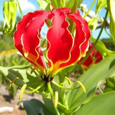Gloriosa superba seeds