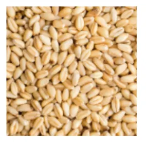 Wheat