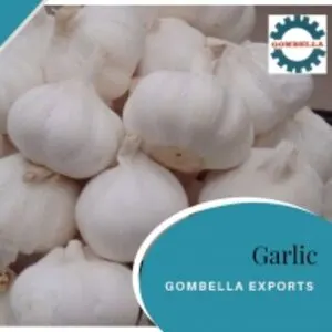 Garlic