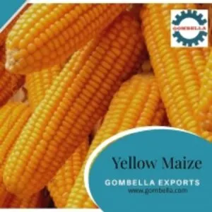 Yellow Maize