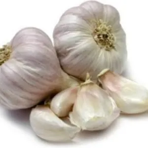 Garlic