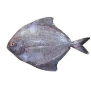 Silver pomfret