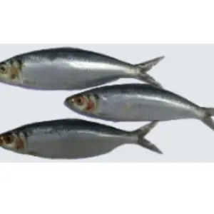 Quality Frozen Horse Mackerel by Soupin Jean Stephane