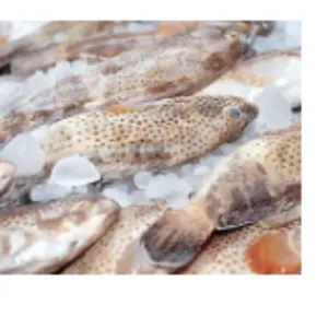 Frozen Spotted Sicklefish by Ekspor Indonesia AJA