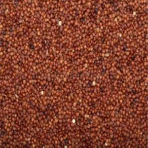 Red Quinoa
