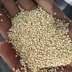 White Quinoa