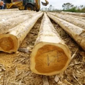 Teak Log
