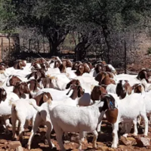 Boergoat Doelings