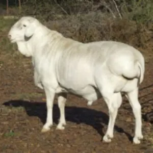 Van Rooy Ram