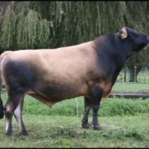 Jersey Bulls For Breeding Purposes