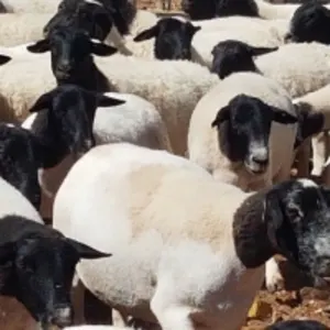 Dorper Sheep Ewe