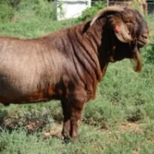 Kalahari Red Ram