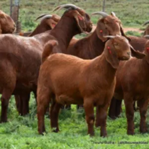Kalahari Red Ewe