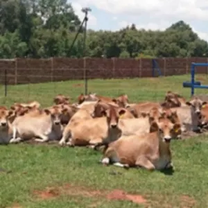 Jersey Heifers Calf