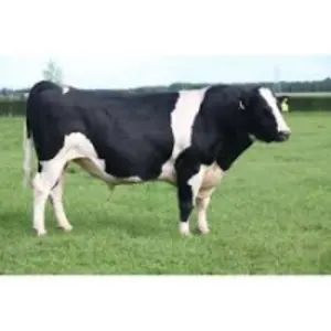 Holstein/friesian Bulls For Breeding Purposes