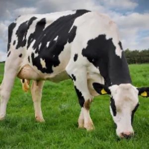 Holstein/friesian Heifers Calf