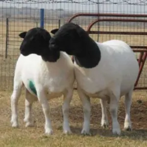 Dorper Sheep Ram