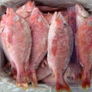 Red Snapper