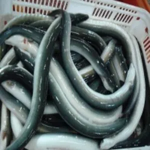Frozen Eel