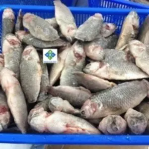 Indonesian Grouper with competitive price by Pt Abadi Ekspor Indonesia