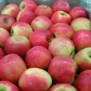 Cripps Pink Apples