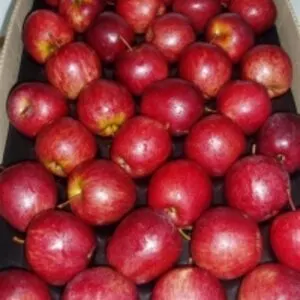 Top Red Apples