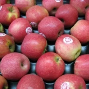 Pink Lady Apples