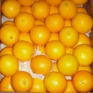 Navel Oranges
