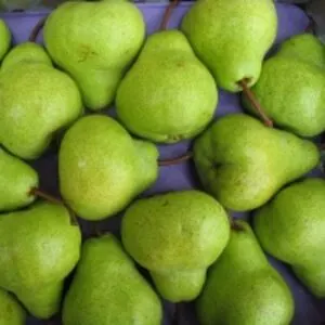 Packham Triumph Pears