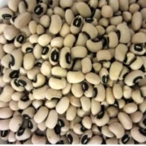 Faba Beans