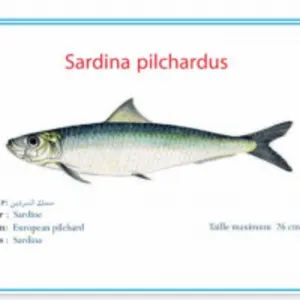 Sardine Fish Whole Round