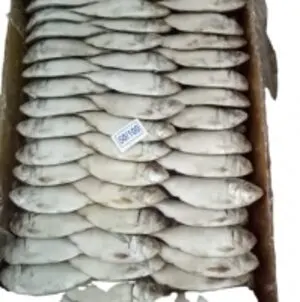 Pangasius whole round gutted
