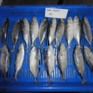 Indian Mackerel
