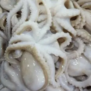 Frozen Baby Octopus