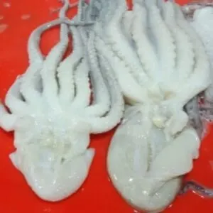 Illex Squid from Korea