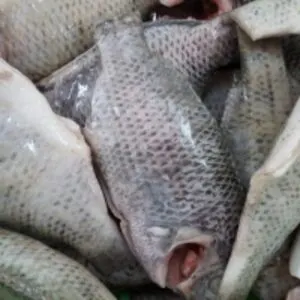 Black Tilapia Fish