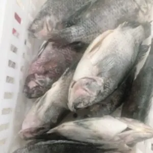 Black Tilapia Fish