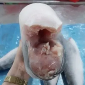 Pangasius Whole Round