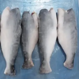 Pangasius Whole Round/ Hgt