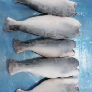 Pangasius Whole Round