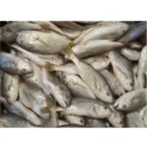 Croaker Fish