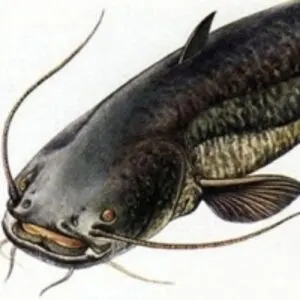 Magur/Catfish by Marine Frozen Foods Co., Ltd