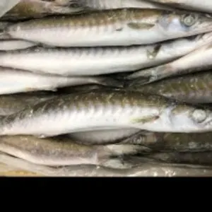 Mexican Barracuda (Sphyraena Ensis)
