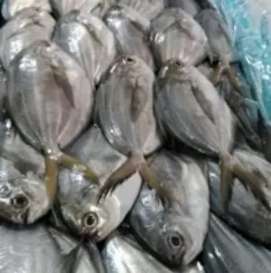 Butterfish (Peprilus Medius)