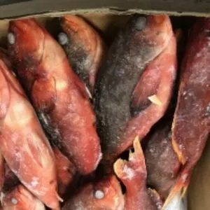 Creolefish (Paranthias Furcifer)