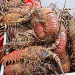 Red Spiny Lobster (Panulirus Penicillatus)