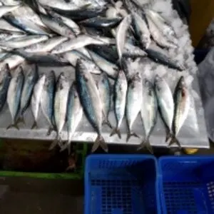 Pacific Mackerel (Scomber Japonicus)