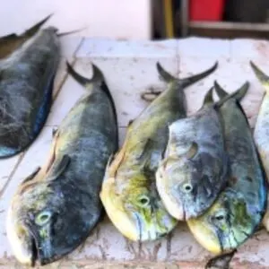 Mahi Mahi (Coryphaena Hippurus)